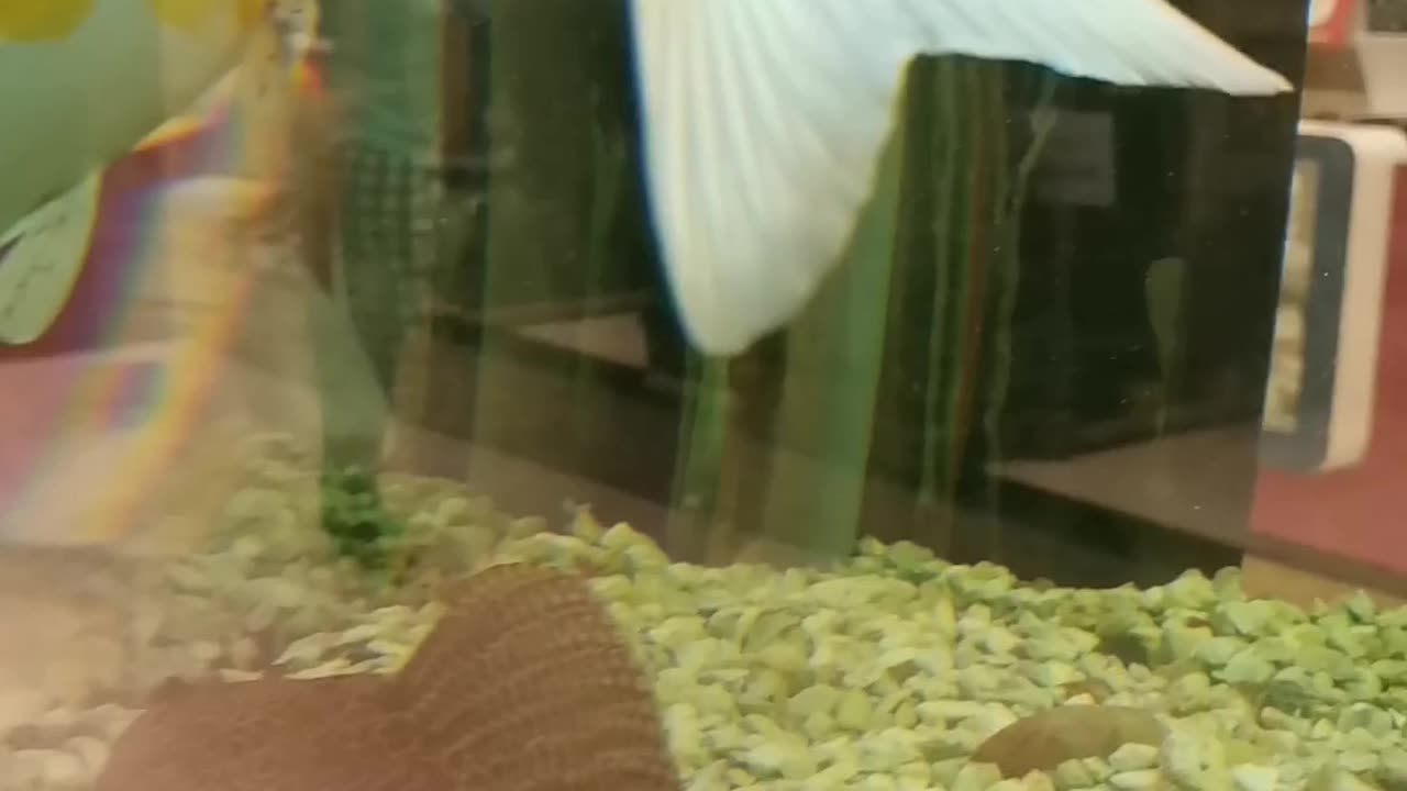 FISH NATURAL BEAUTY FEEL PEACEFUL