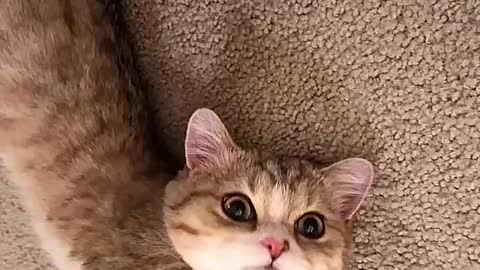 Cute cat