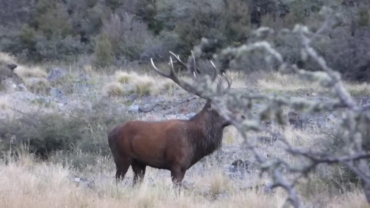 Roaring Red Stag, www.guidedhuntingnewzealand.co.nz