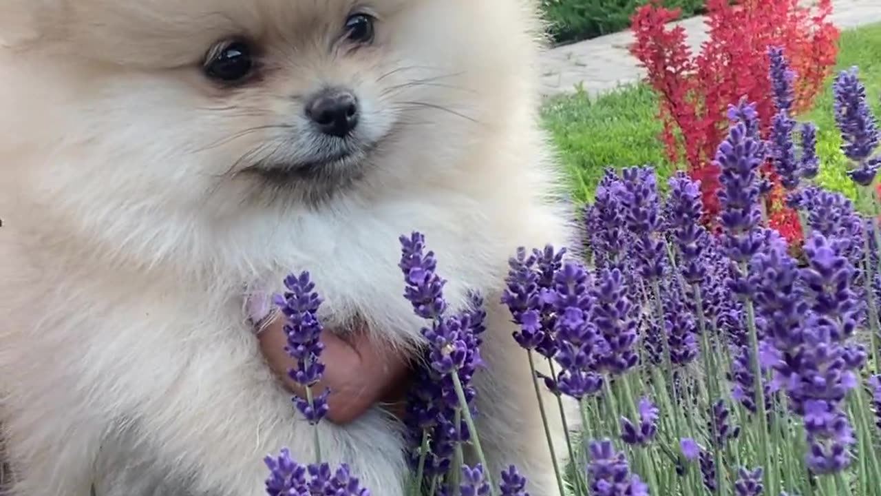 puppy seen outside world for first time