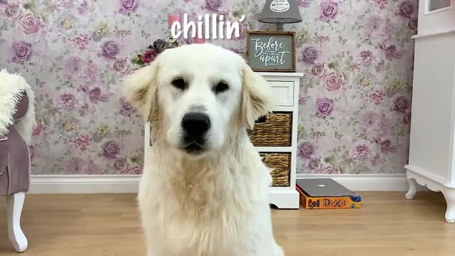 My Golden Retriever Dog Tries The Obstacle Challenge - Happy Licious