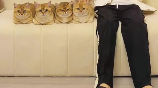 Are you like that too😂😂#cat #catsoftiktok #funny #funnyvideos