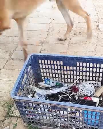 Dogs are truly the best helpers you can ask for