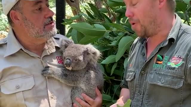 This is insane 🤯 Save the koalas! 🐨