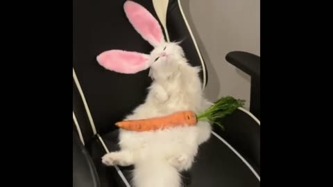 Someone Put Bunny Ears On A Cat And A Carrot In Its Lap, Then Recorded It