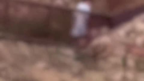 a North African immigrant is showing some cultural enrichment to a sheep in