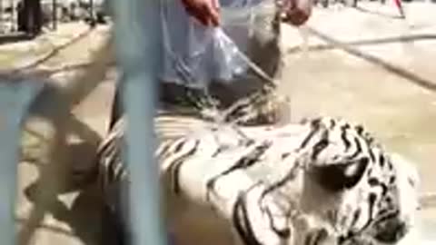 Tiger Taking Bath