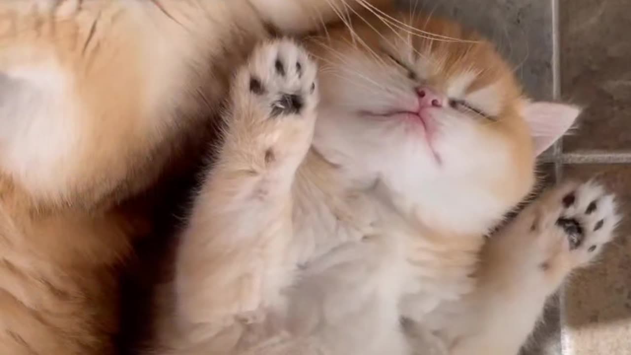 Mother cat and baby 🤩😺🤩🥰