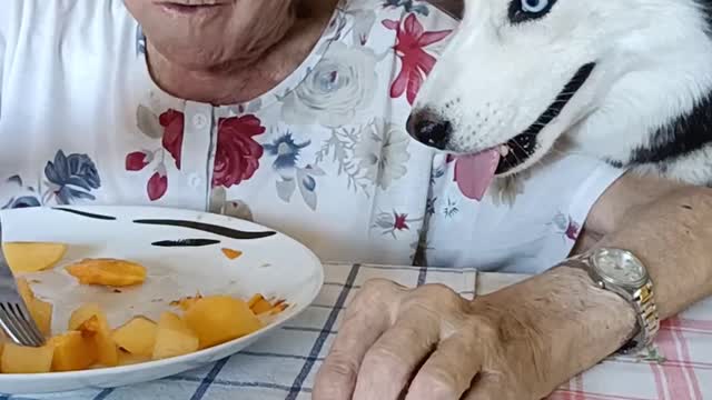 Husky and Grandmother Eat Together