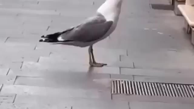 Seagull Eats A Whole Rat