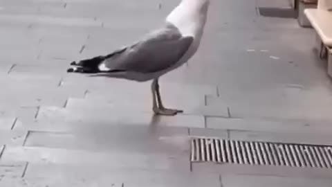 Seagull Eats A Whole Rat