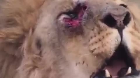 Lion Calling his brother for helping to fight back against rival