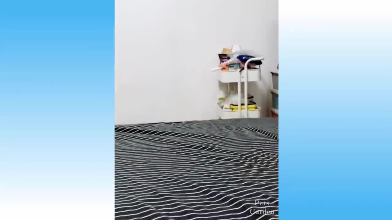 Best funny pet video