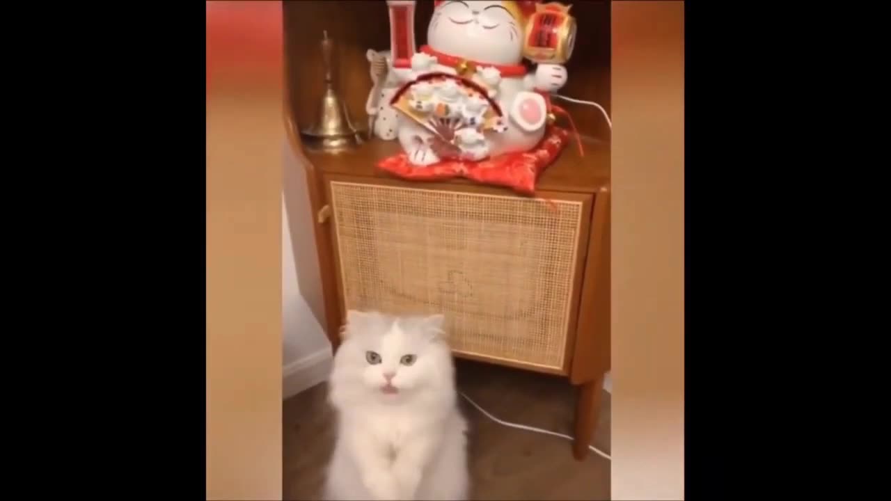 Funny cat compilation