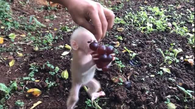 cute funny Monkey's video