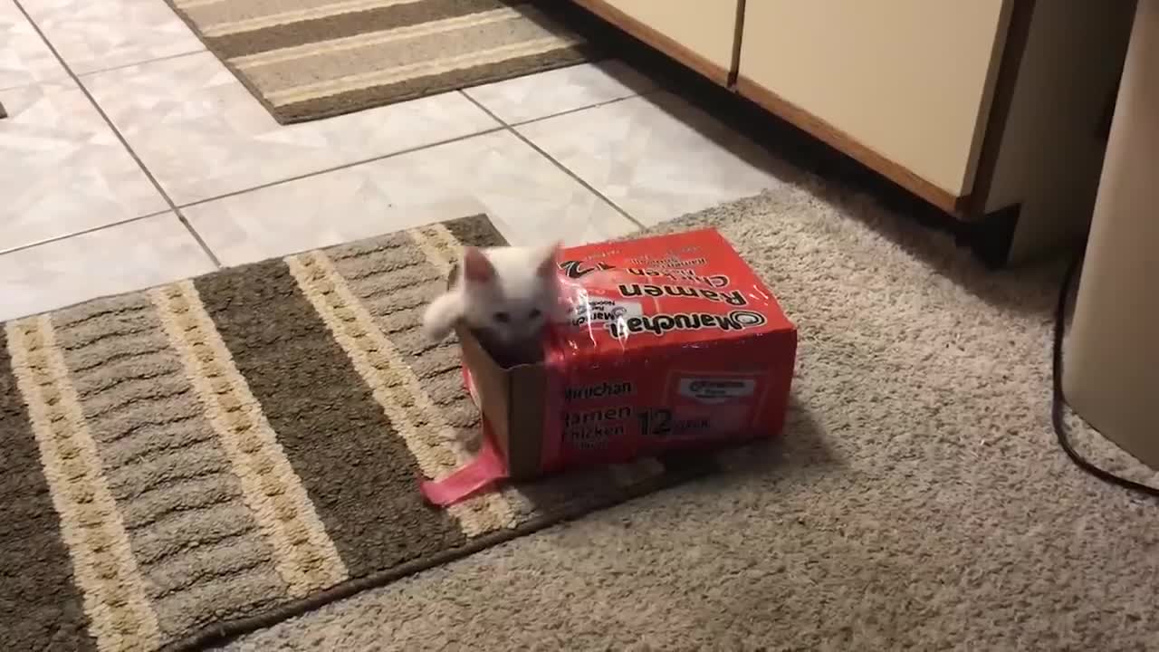 Do you dare to keep this lizard