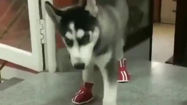 A dog with shoes on.