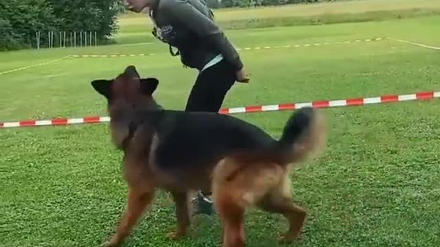 German shepherd Training