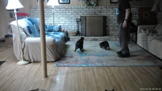 The Cats get exercised before breakfast and supper
