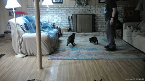 The Cats get exercised before breakfast and supper