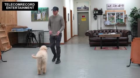 Teaching any dog how