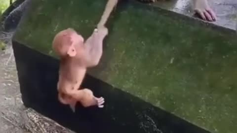 MONKEYS are Superior 🙈