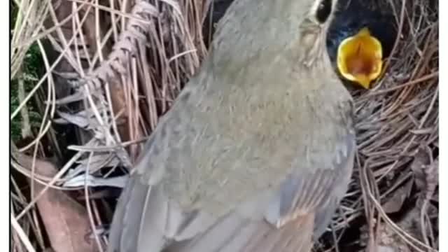 The male birds are more colourful than the females.