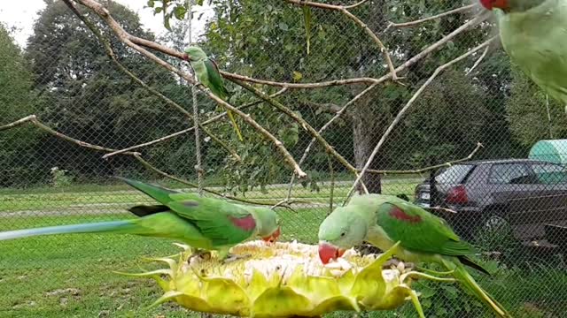 Alexandrine parakeet, slow motion