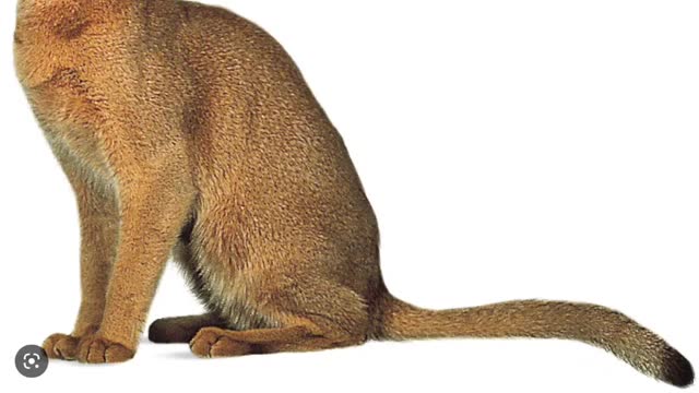 Dark bowling bowser scares the neighbors cat and gets grounded