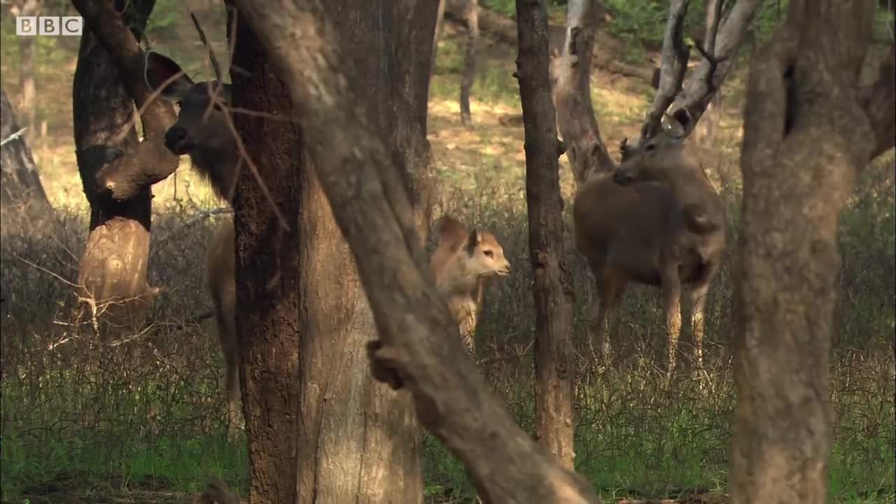 Tiger Hunts Lone Baby Deer | BBC Earth