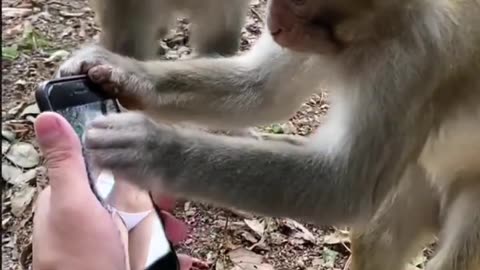 Fanny monkey watch hot girl on phone