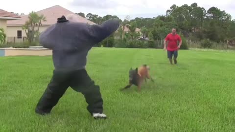 How To Make Dog Become Fully Aggressive With Few Simple Tips