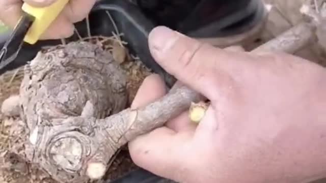 Abdominal grafting process