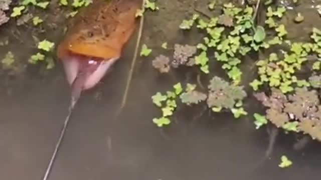 Catching Big Eel with Worm Bait