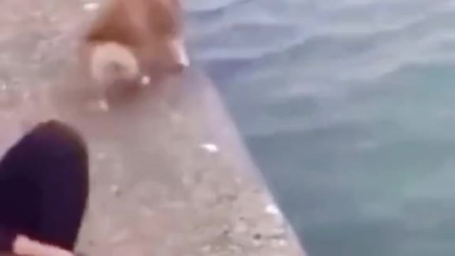 Do you think the dog is brave #pet #fyp #dog #puppy #foryou