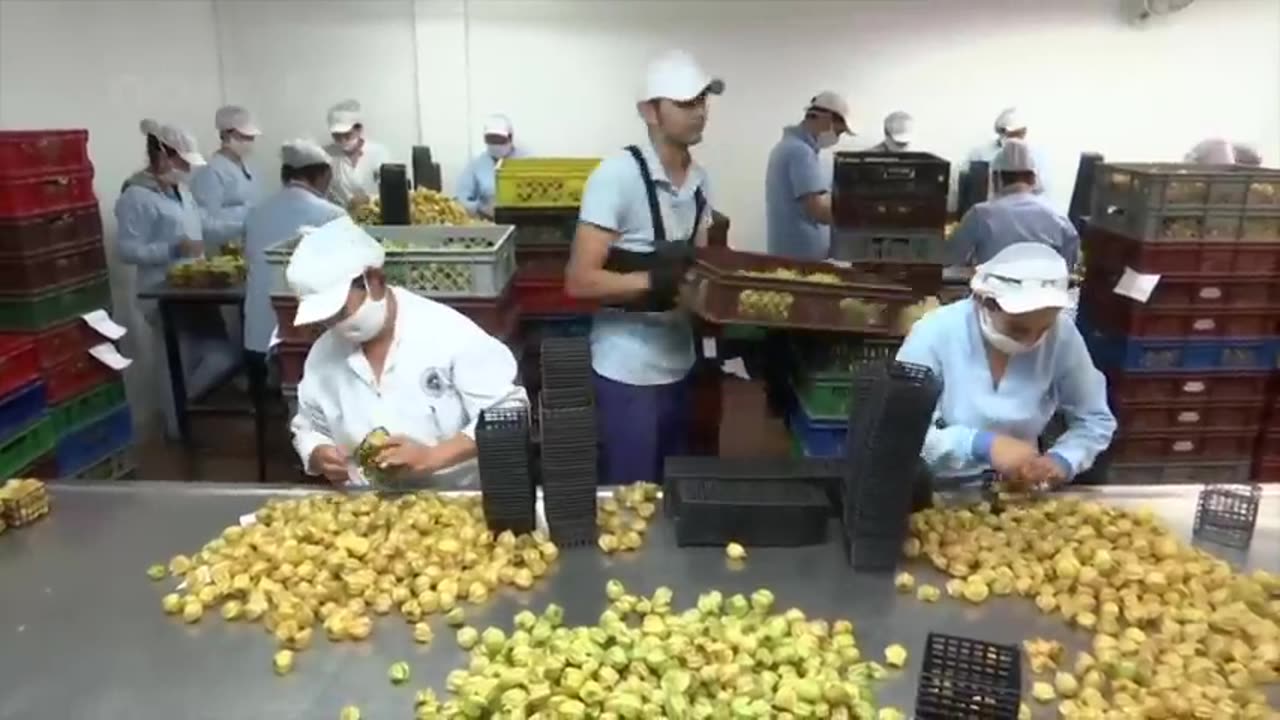 Golden Berry Harvesting Picking and Packing - Amazing Agriculture Golden Berry Farming Technique