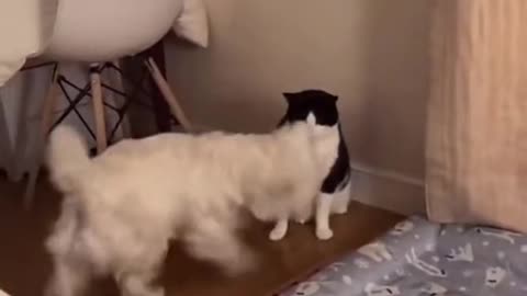 Cat and dog fight.Guess who will win 🥇