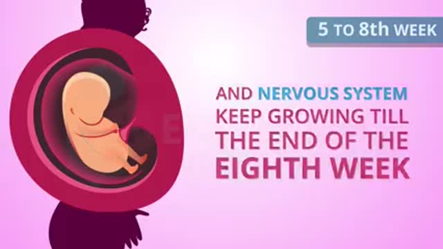 Having_a_baby_stages_of_pregnancy