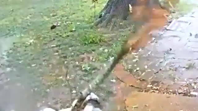 This man escapes great from a tree fall - Nearly caught