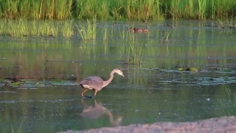 #Best#animal#video ever