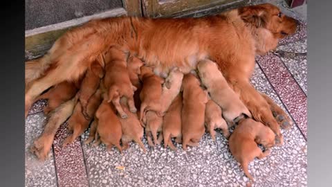 How Dog Mommies Survive With So MANY Puppies???