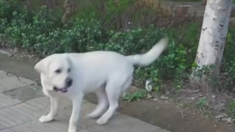 CUTE DOG SAVE BLIND MAN LIFE 😚😚😗