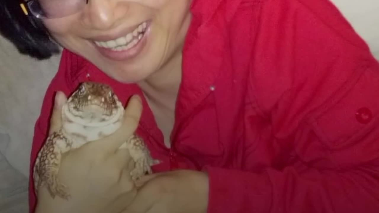 Lizard Licks, Hugs Human Mom | The Dodo