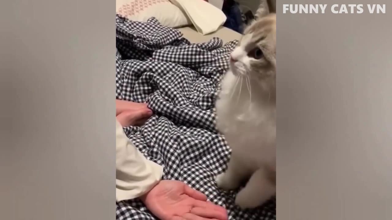 dogs and cats funny #2