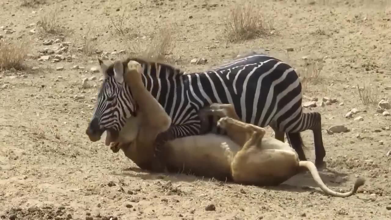 Zebra lethal kick