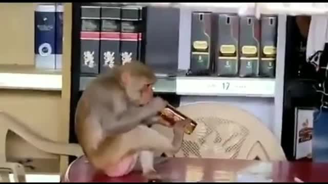 Monkey got drunk inside wine shop