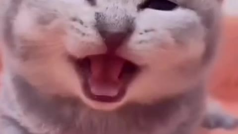 FUNNY CAT SHORT VIDEO 🤣😀🤣😀