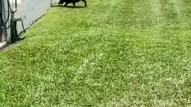 Puppy's Amazing Game