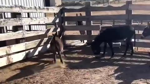 Funny animal video, fighting, dancing