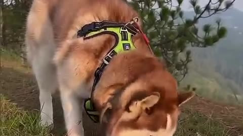 Big dog